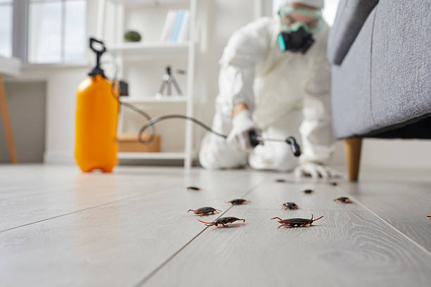 Trusted Cockroach Control service in Elma, WA - Nex Pest Control